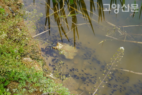 행주산성 샘배미 습지에서 헤엄치는 어마어마한 규모의 두꺼비 올챙이떼.  