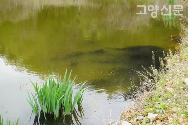 연못에 어른거리는 검은색 무늬가 모두 올챙이떼다. 