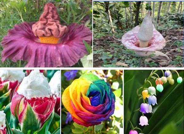 이색식물 전시에서 만날 수 있는 희귀한 꽃들 [이미지 제공=고양국제꽃박람회]