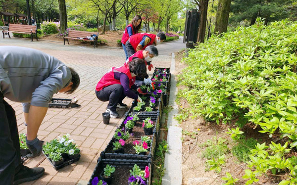  일산3동 주민자치회가 행정복지센터 화단과 후동공원 등 마을 일대에 페튜니아 600본을 식재했다. 