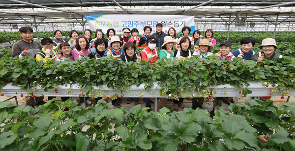 송포농협 고향주부모임 회원 30여 명이 구산동 노루뫼 딸기농장을 찾아가 농촌봉사활동을 했다.