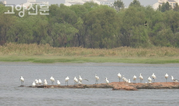피노캠이 관찰하게 될 선버들숲 [사진제공=에코코리아]