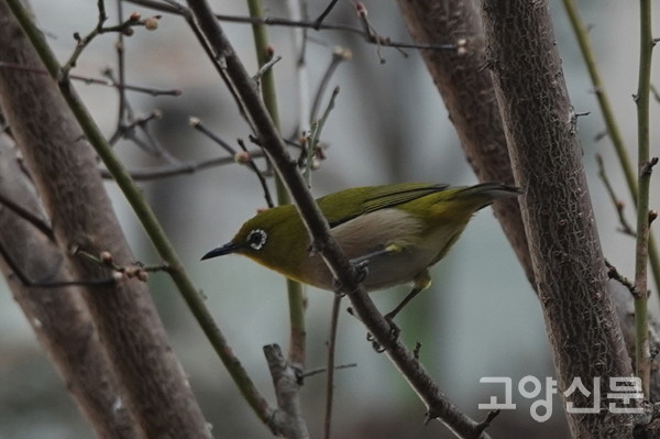 동박새 [사진제공=에코코리아]