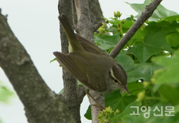 산솔새 [사진제공=에코코리아]