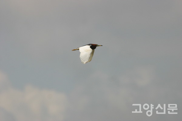 흰날개해오라기 [사진제공=에코코리아]