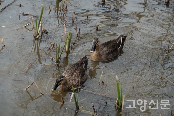 흰뺨검둥오리 암(앞) 수 한쌍 [사진제공=에코코리아]