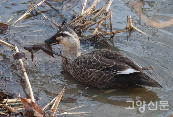 흰뺨검둥오리의 큰산개구리 포식.