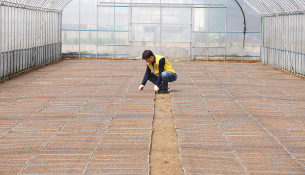 조생종 벼 공동육묘장을 둘러보고 있는 심은보 조합장.