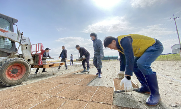  고령농 벼 공동육묘장에서 모판을 나르는 심은보 조합장과 직원, 관계자들. 