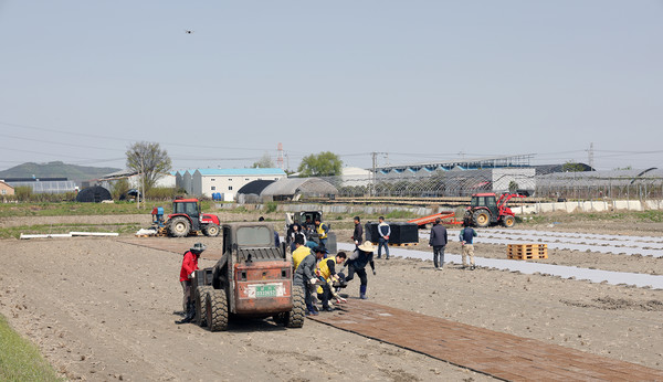 모판담기에 한창인 송포농협 임직원과 농업경영인 송포지구회.