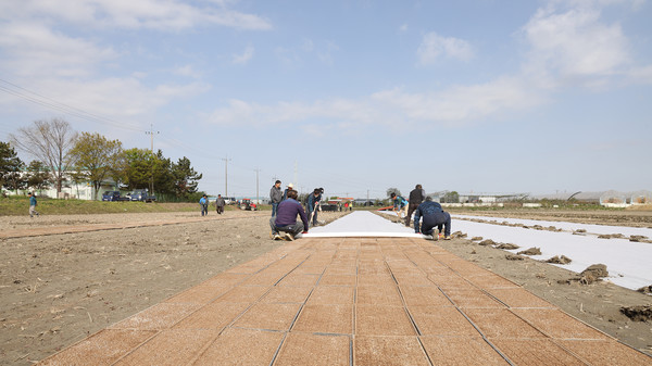 못자리에 놓인 모판을 잘자랄수 있도록 덮고 있는 농민들.