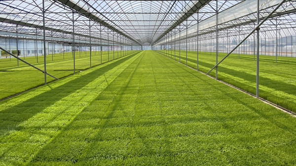 벽제농협 육묘장에서 잘자라고 있는 4만여장의 모판.