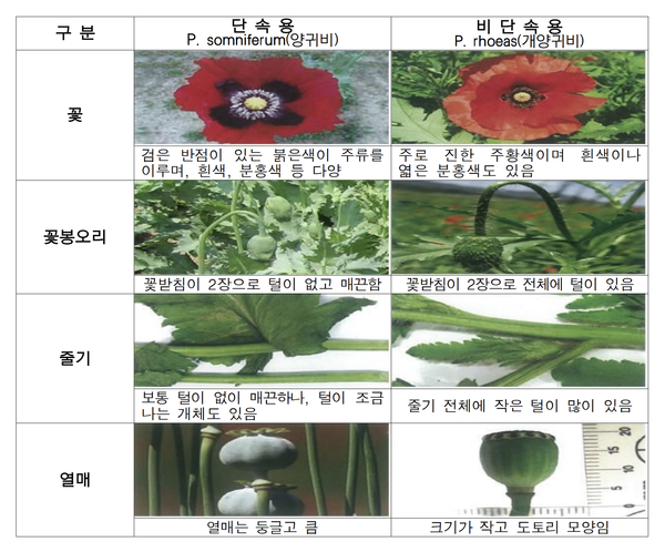 관상용·단속용 양귀비 구별법. [자료제공=중부지방해양경찰청]