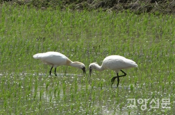 논에서 담수성 먹이를 구하는 저어새와 노랑부리저어새. [사진제공=에코코리아]