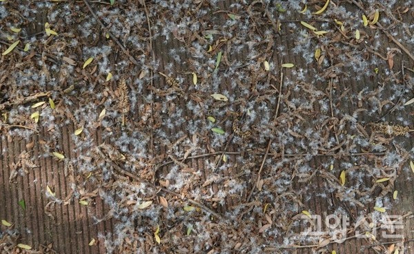 눈처럼 탐방로를 덮고 있는 선버들 솜털종자. [사진제공=에코코리아]