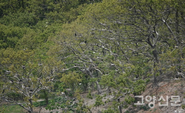 유도의 저어새,민물가마우지,백로류 번식지. [사진제공=에코코리아]
