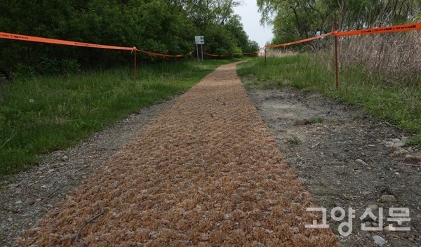 장항습지 탐방로의 선버들 솜털종자. [사진제공=에코코리아]