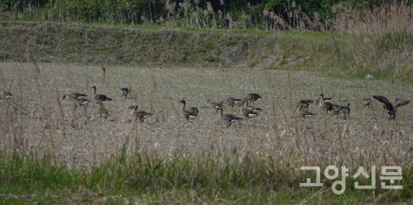 [사진제공=에코코리아]