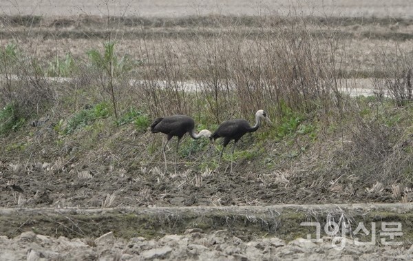 한강 하구 농경지의 흑두루미. [사진제공=에코코리아]