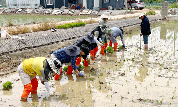 손모내기를 하고 있는 고양시농업기술센터 직원들.