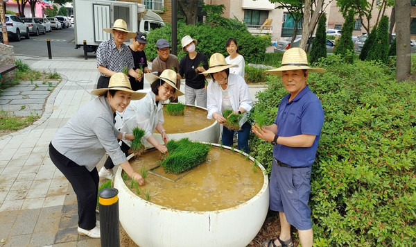 대화동 주민자치회가 가와지 광장 등에서 가와지 볍씨 브랜딩을 위한 벼 재배(모내기)를 했다. 