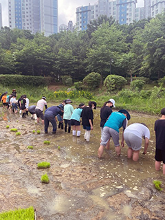  중산2동 주민자치회가 안곡습지공원에서 생명이 숨쉬는 습지, 우리 마을 논 지키기를 위한 안곡초등학교 지역연계프로젝트 모내기 수업에 참여했다.
