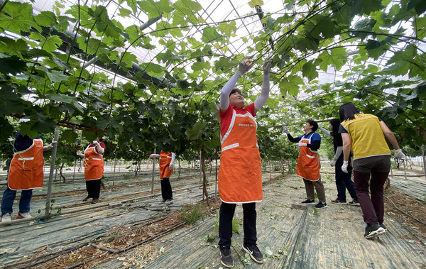 양혜경 송포농협 농가주부모임 회장과 회원들이 이른 아침부터 봉사활동을 시작했다.