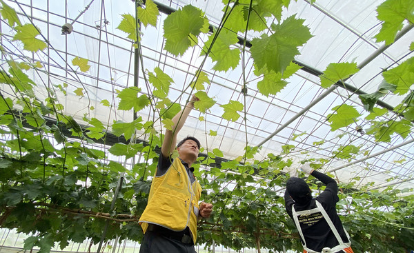 심은보 조합장이 농가주부모임 회원들과 샤인머스캣 가지치기를 하고 있다.