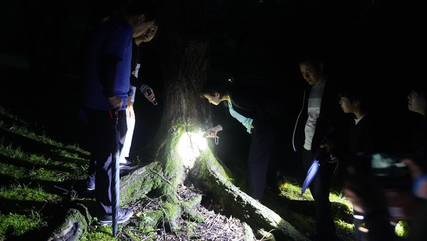 손전등으로 참나무에 찾아온 사슴벌레를 찾는 참가자들.