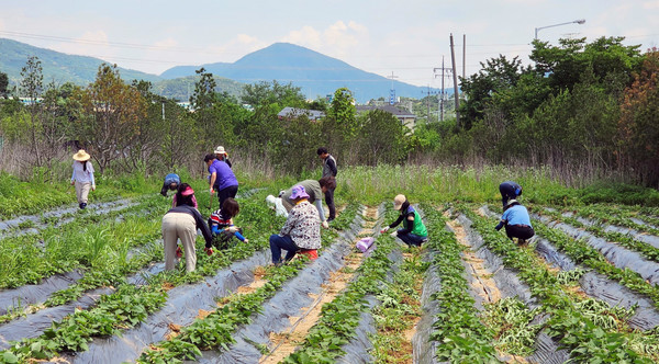 효자동 주민자치회가  ‘함께 가꾸는 나눔 행복텃밭’ 활동을 하고 있다.