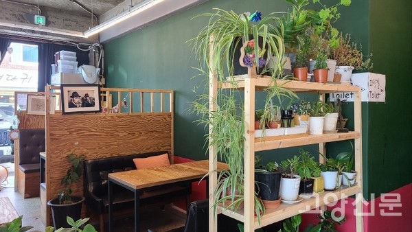 초록색 식물 화분이 가득한 카페 실내공간. 