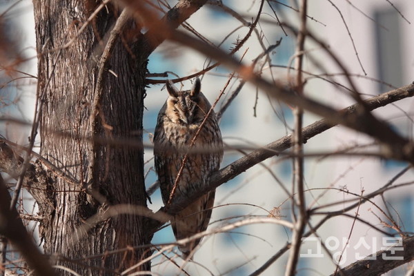 한류천변에 등장해 전국의 사진작가들을 불러모은 칡부엉이. [사진제공=에코코리아]
