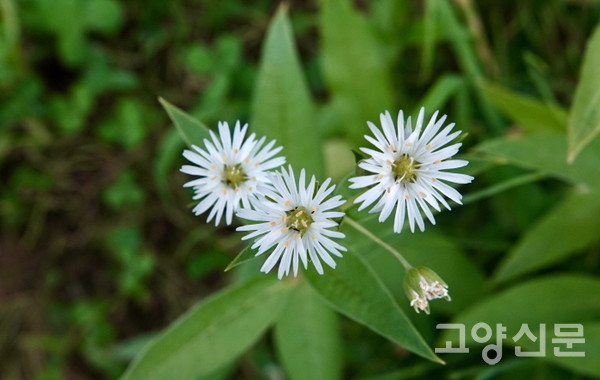 한류천변에서 발견된 또하나의 희귀식물 왕별꽃. [사진제공=에코코리아]
