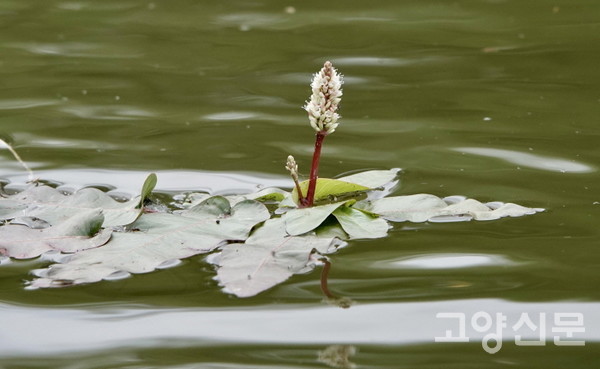 예쁘게 꽃을 피워 올린 물여뀌. [사진제공=에코코리아]