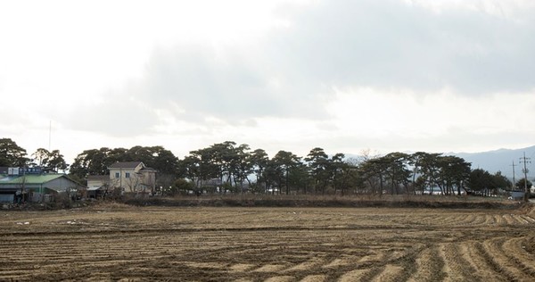 전통 마을숲인 춘천 올미마을의 심금솔숲