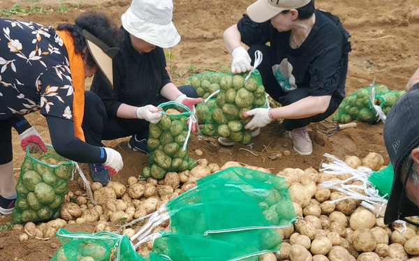 백석2동 주민자치회가 능곡동에 위치한 텃밭에서 취약계층 나눔 봉사를 위해 키운 감자를 수확했다.