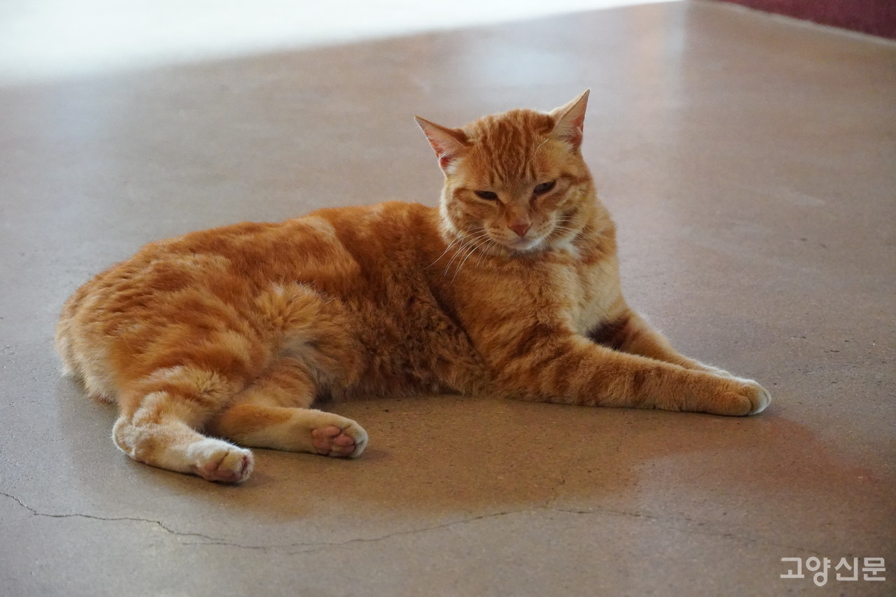 디스케이프 마스코트 '살찐이'