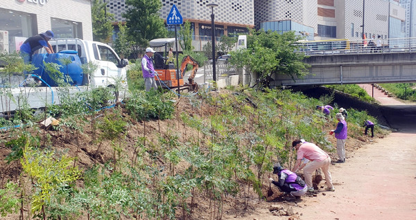  삼송1동 주민자치회가 창릉천 동송교 옆 산책로 법면에 남천나무 800여 주를 식재하고 있다.