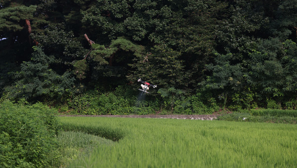덕양구 내유동의 한 논에서 드론이 방역을 하고있다.