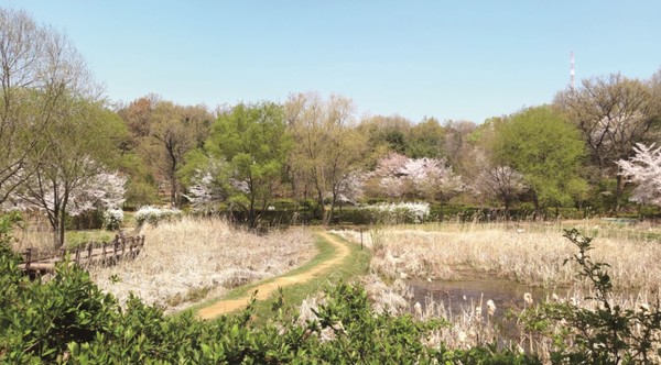 봄에 촬영된 안곡습지 공원의 모습. 습지공원의 풍성한 벚꽃과 풀들은 인근 주민들의 오랜 자랑거리다.