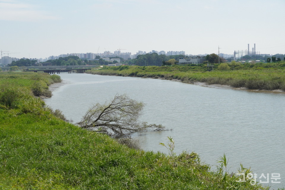 풍요로운 생태 보고인 공릉천 하구. 배경으로 보이는 아파트단지는 파주 운정지구다. 