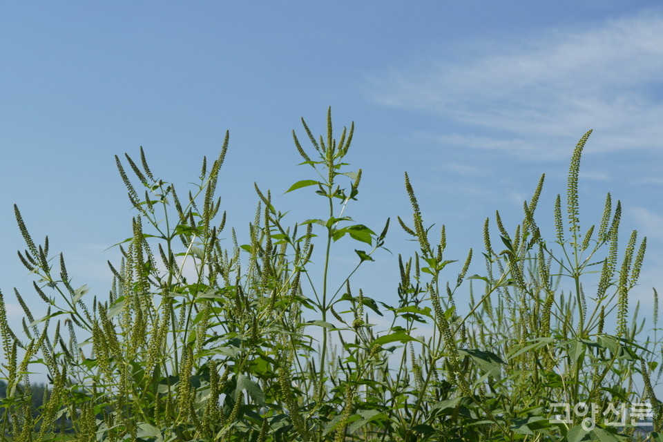 가을이면 어마어마한 씨앗을 퍼뜨려 주변 토양을 뒤덮는 단풍잎돼지풀. 