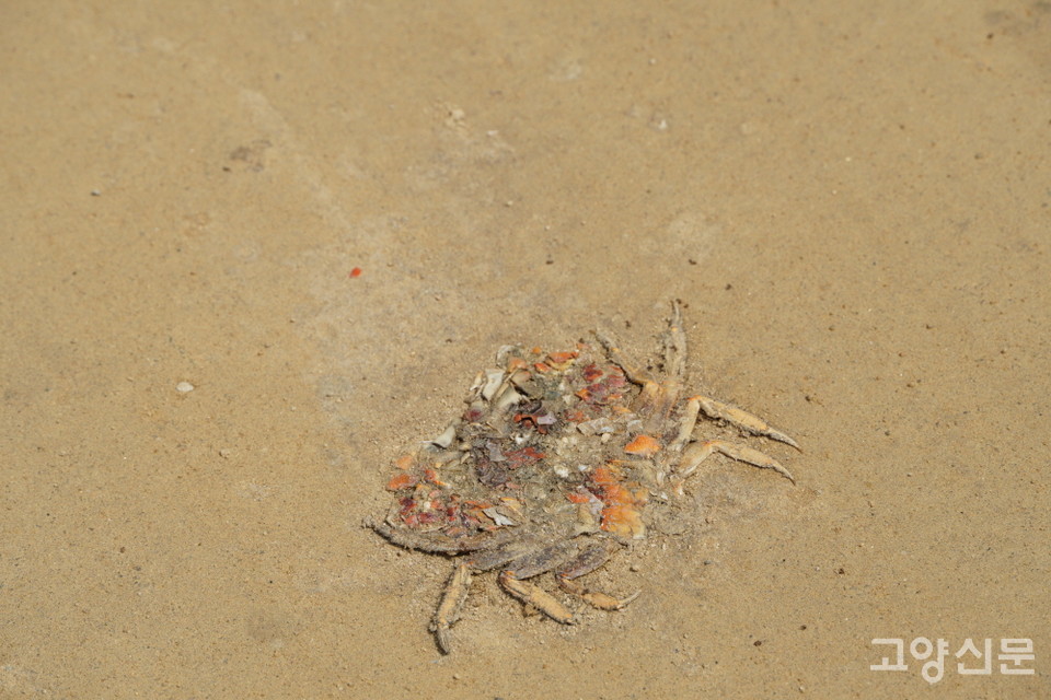 붉은발말똥게로 추정되는 로드킬 사체.