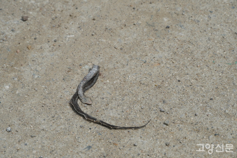 로드킬을 당한 작은 뱀 사체.