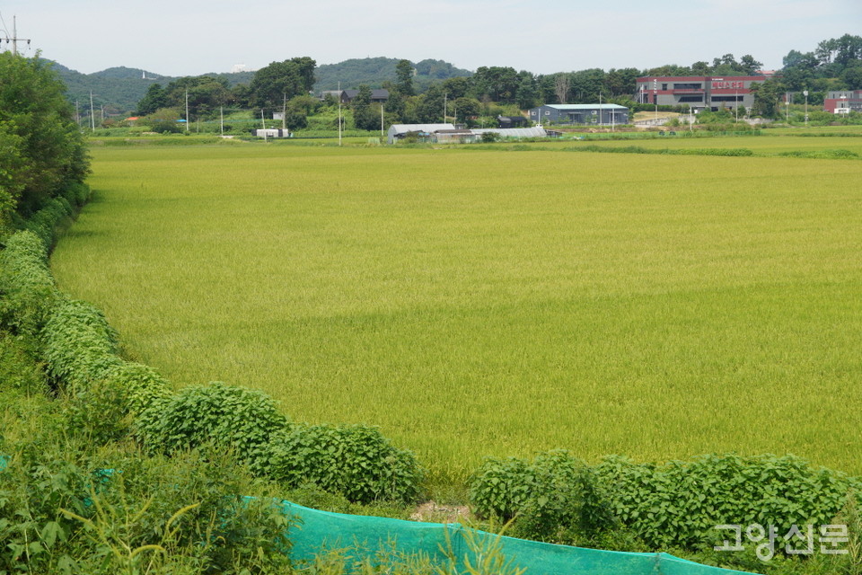 공릉천 주변 농경지도 하천 생태계가 넘나드는 소중한 축이다. 