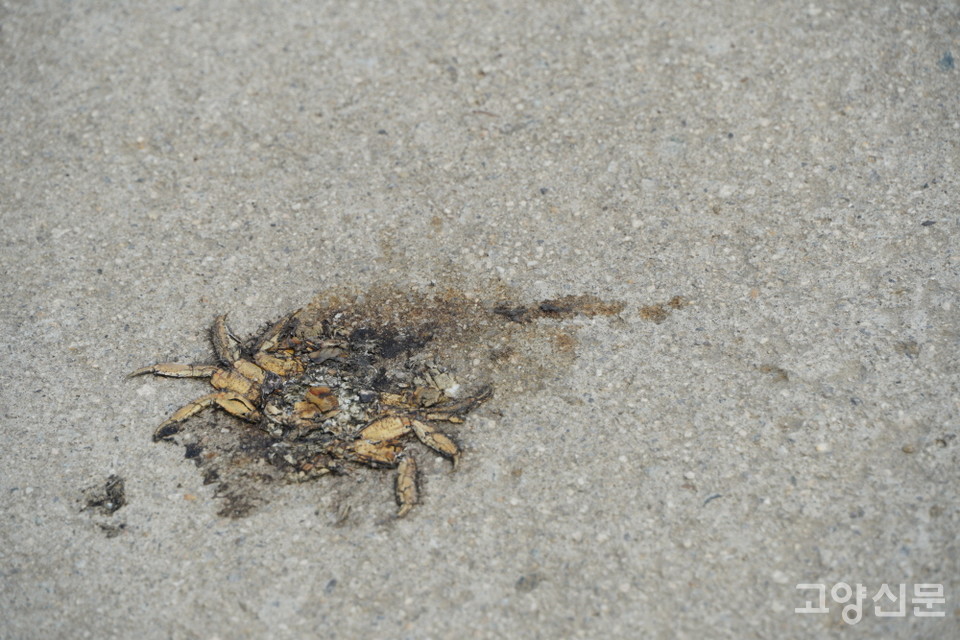 로드킬을 당한 말똥게 사체. 
