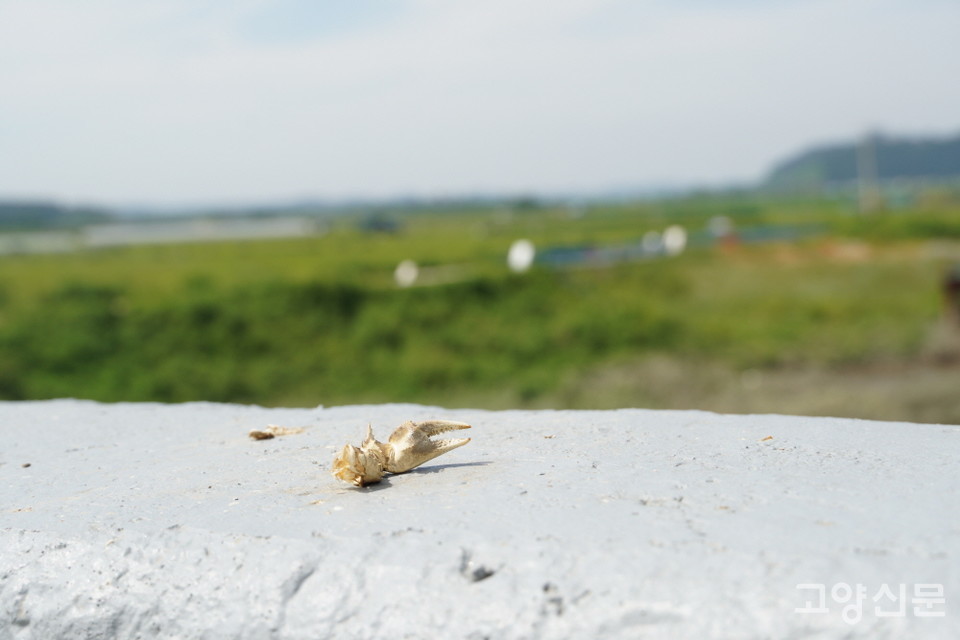 아마도 어떤 새가 다리 난간 위에서 말똥게 만찬을 즐기고 집게발만 남겨놓았나보다.  