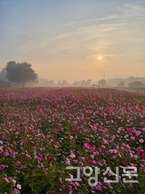 코스모스의 향연을 즐길 수 있는 창릉천 강매석교공원. [사진제공=고양시]