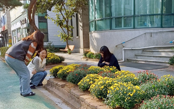 백석1동이 행정복지센터 주변 화단에 가을정취를 물씬 느낄 수 있는 국화를 심었다.