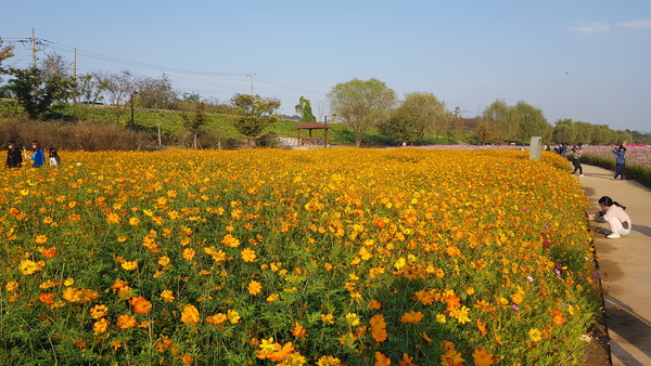  황화코스모스가 활짝 핀 축제장.